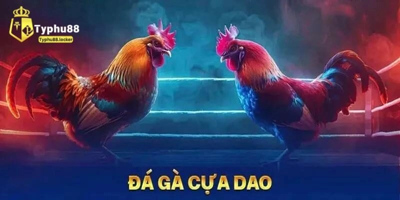 Luật lệ đá gà cựa dao chi tiết cho người mới