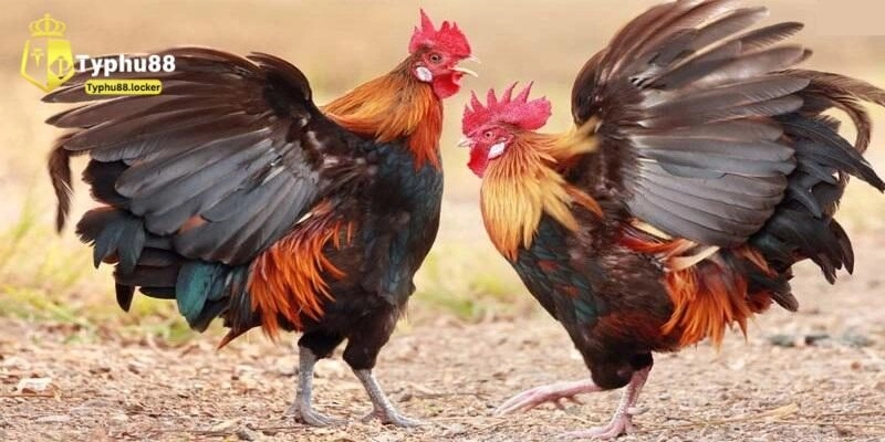 Quy định về các trận đá gà campuchia