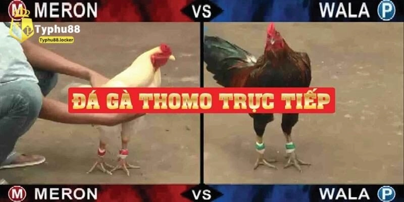 Xem đá gà Thomo ở đâu?