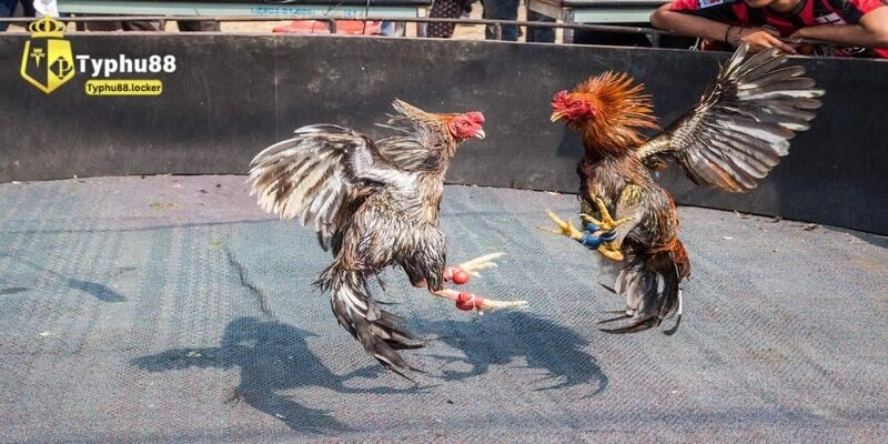 Khái niệm cá cược đá gà