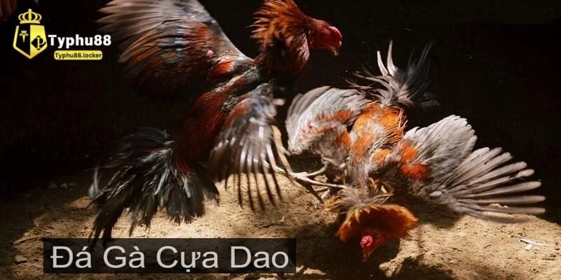 Tìm hiểu đôi nét cơ bản về hình thức đá gà cựa dao