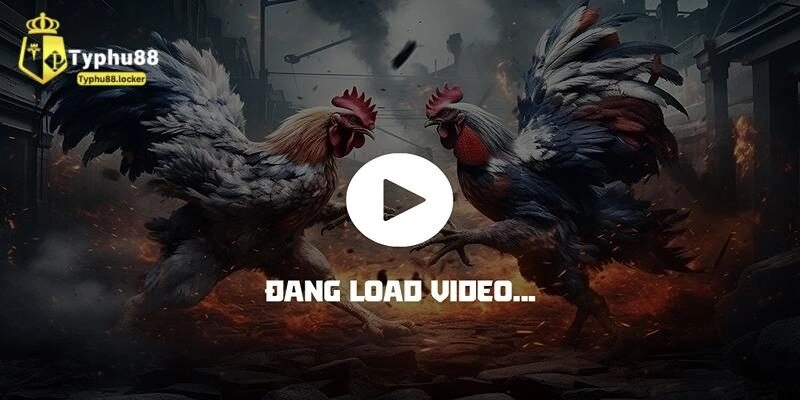 Chơi đá gà Thomo ở đâu?