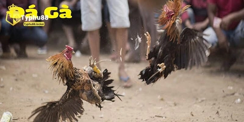 Luật lệ đá gà cựa sắt