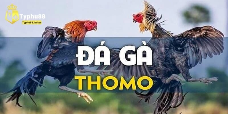 Đá gà Thomo ở đâu bảo mật tối ưu?