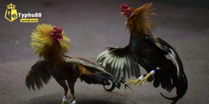 Một số hình thức đá gà thường thấy