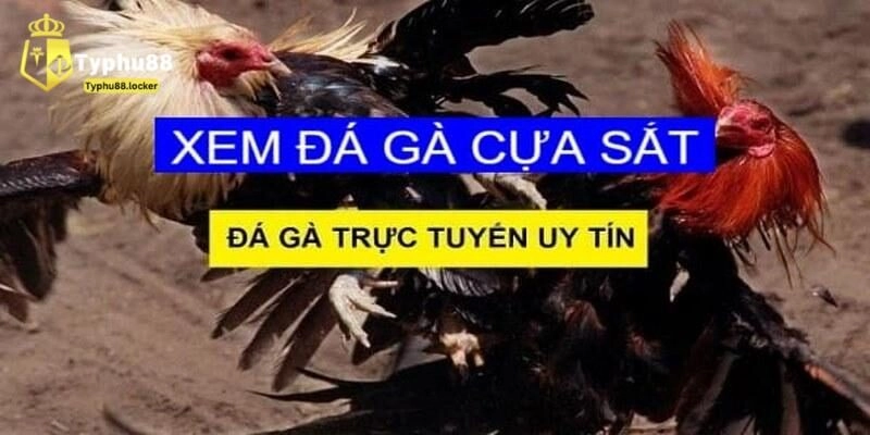 Đá gà cựa sắt và giới thiệu tổng quan