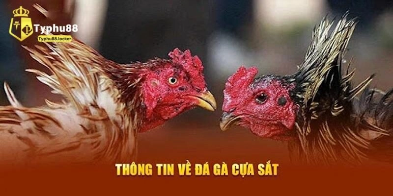Sức hút của đá gà cựa sắt