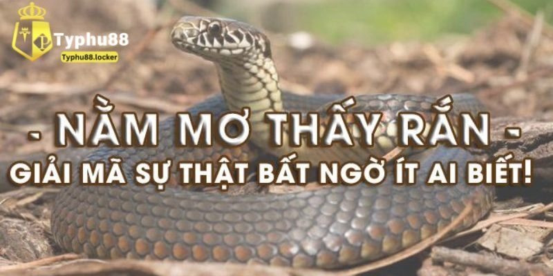 Giải mã nằm mơ thấy rắn theo từng trường hợp